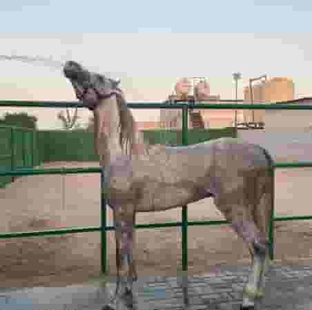 للبيع حصان عربي مع الأوراق الرسمية