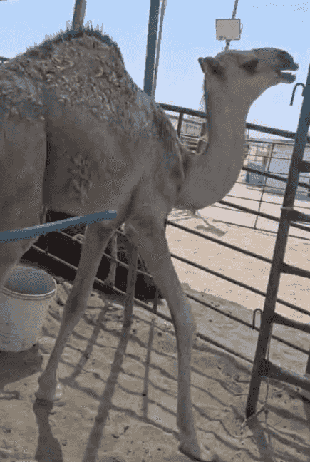 للبيع حشو محلي