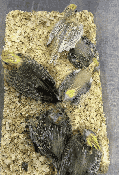 Crown chicken is available