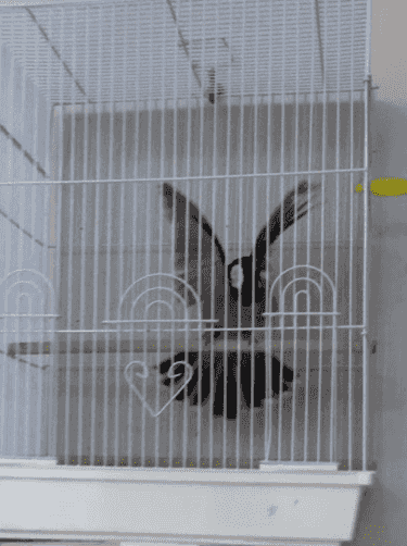 Iraqi bulbul for sale