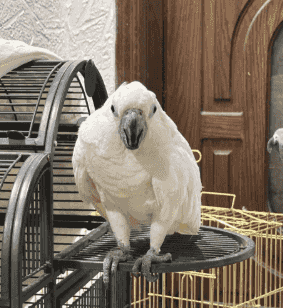 For sale Silver Crest Sawyer Janbo in excellent condition