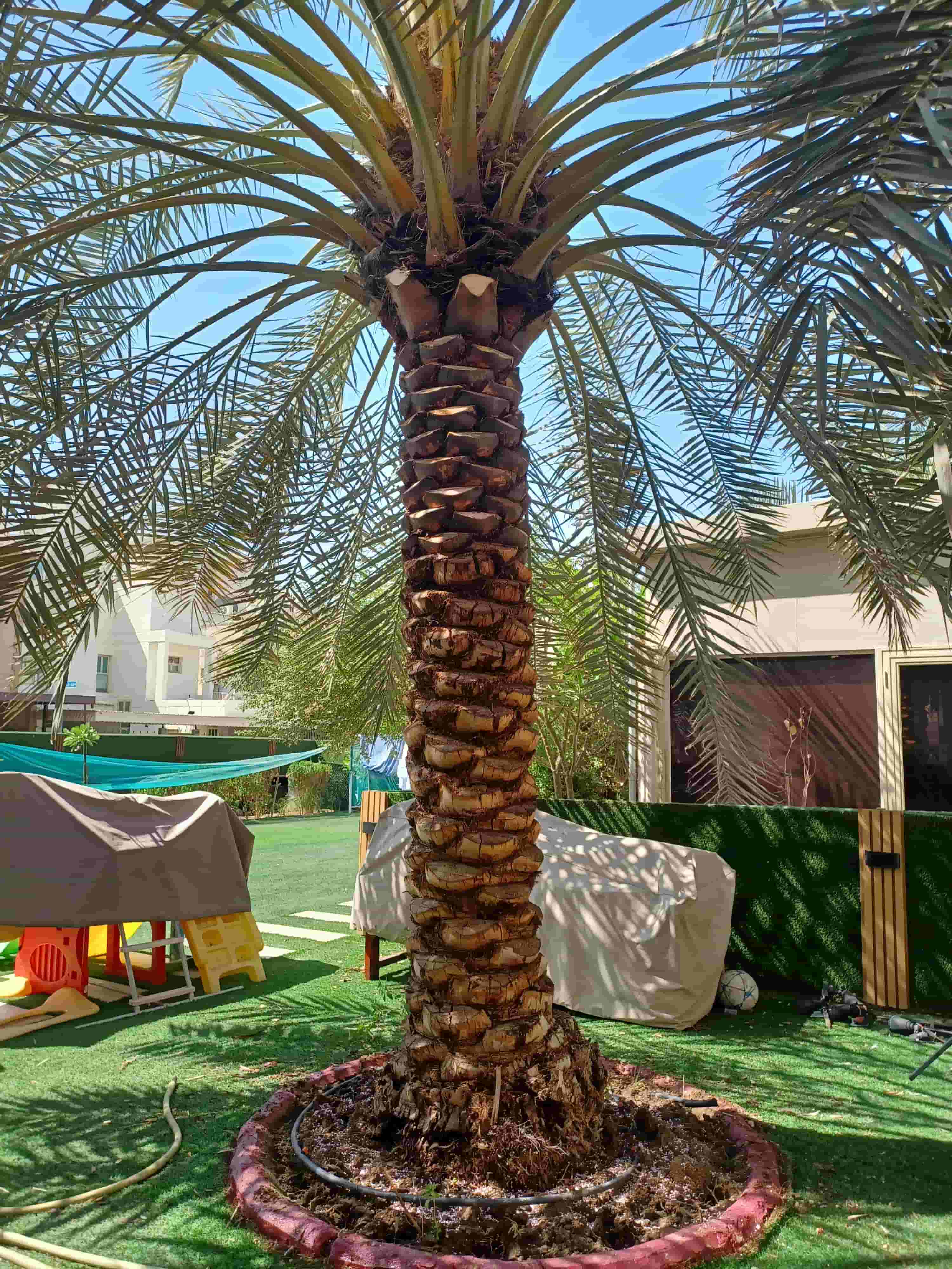 زراع نخل اهوازي