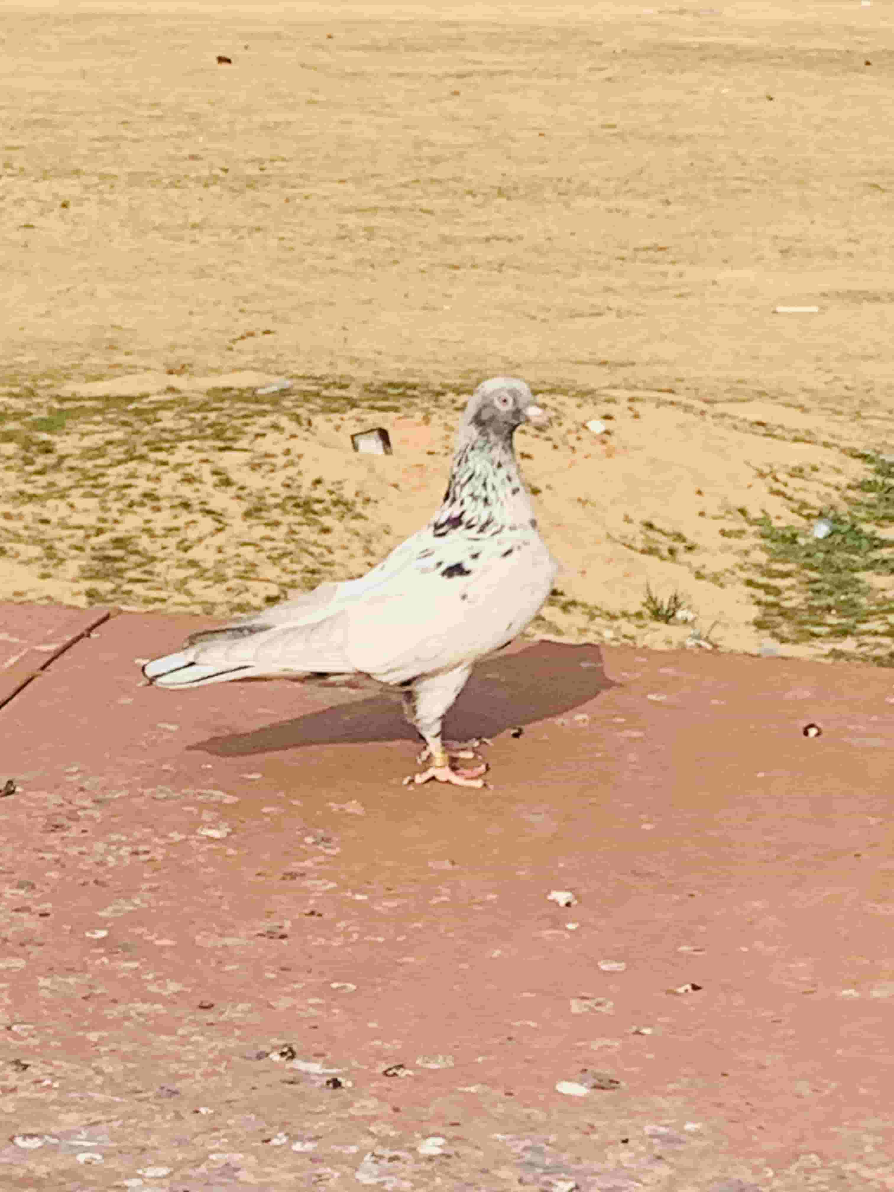 Lotte's bathroom on the plane