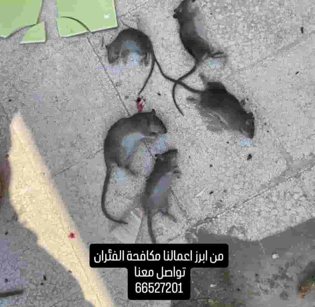 شركة مكافحة حشرات وقوارض بالكويت
