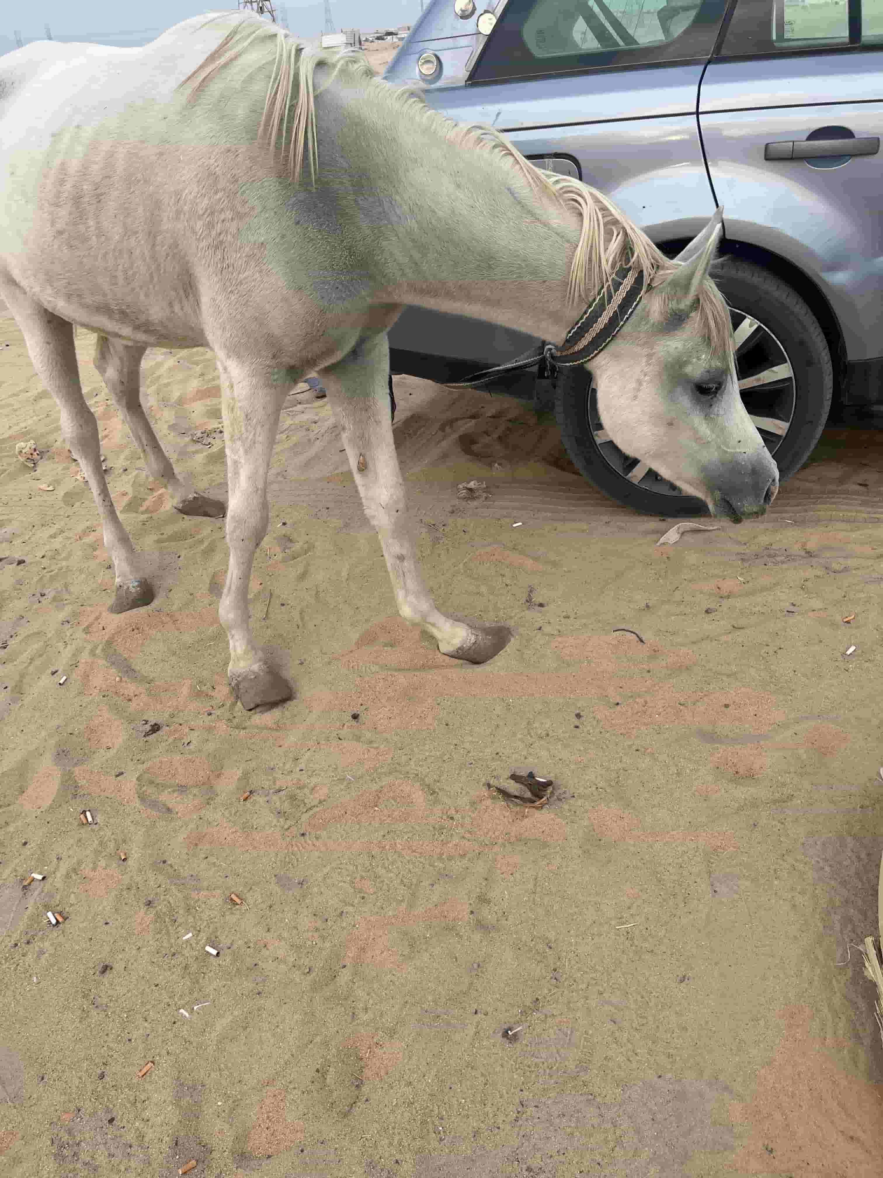 فلو بلدي للبيع