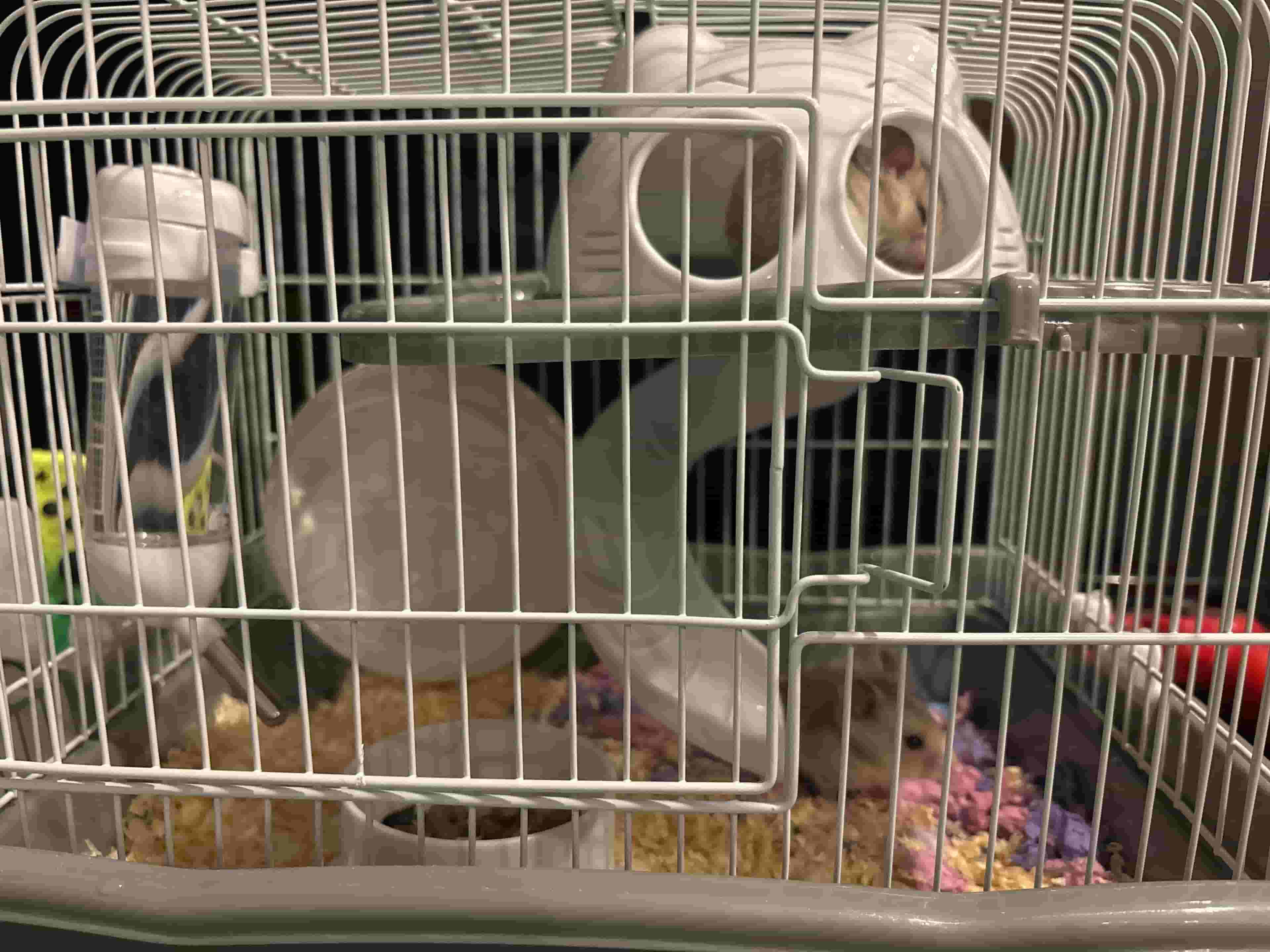 هامستر زوجين