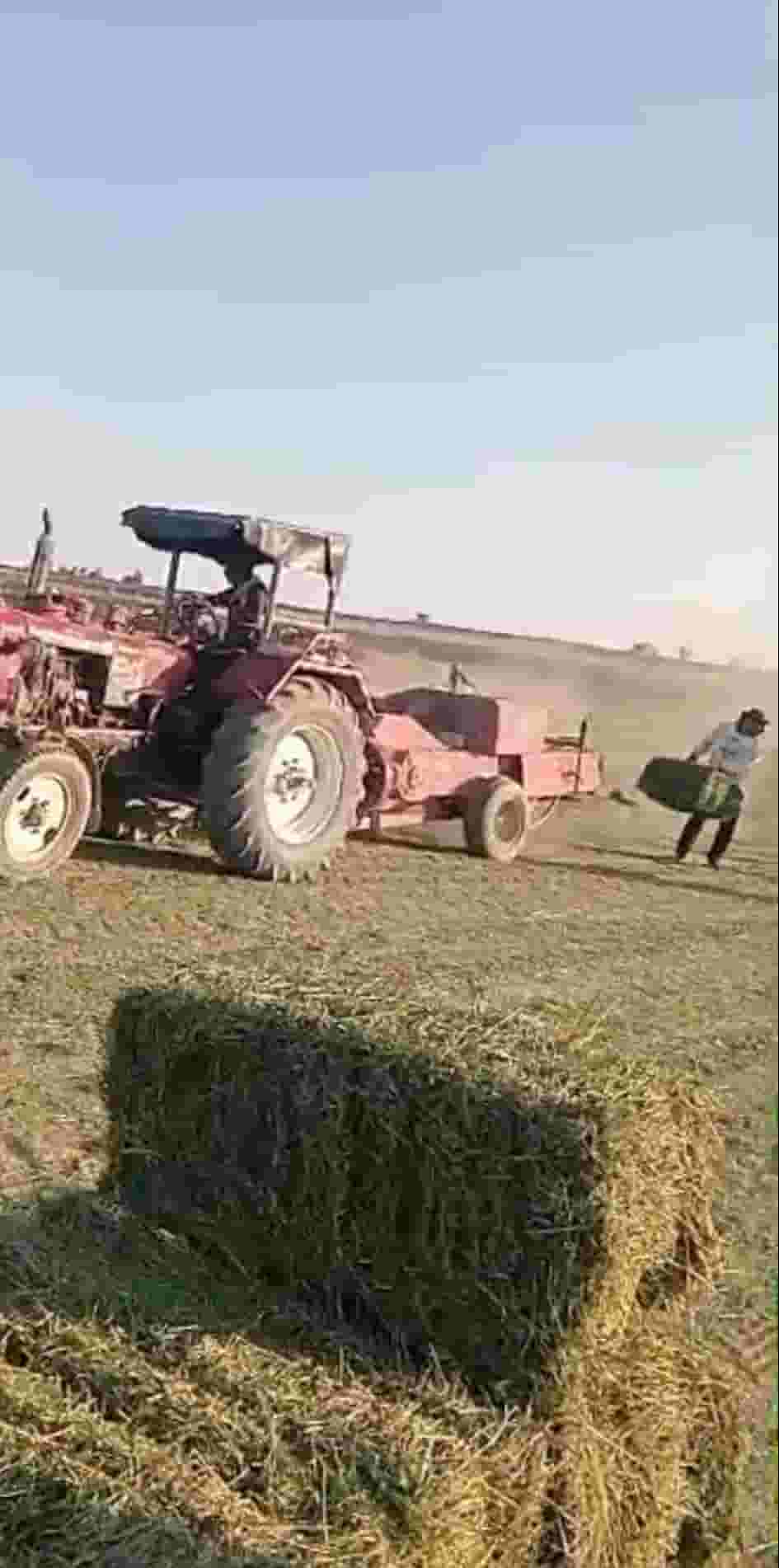 برسيم حجازي فاخر