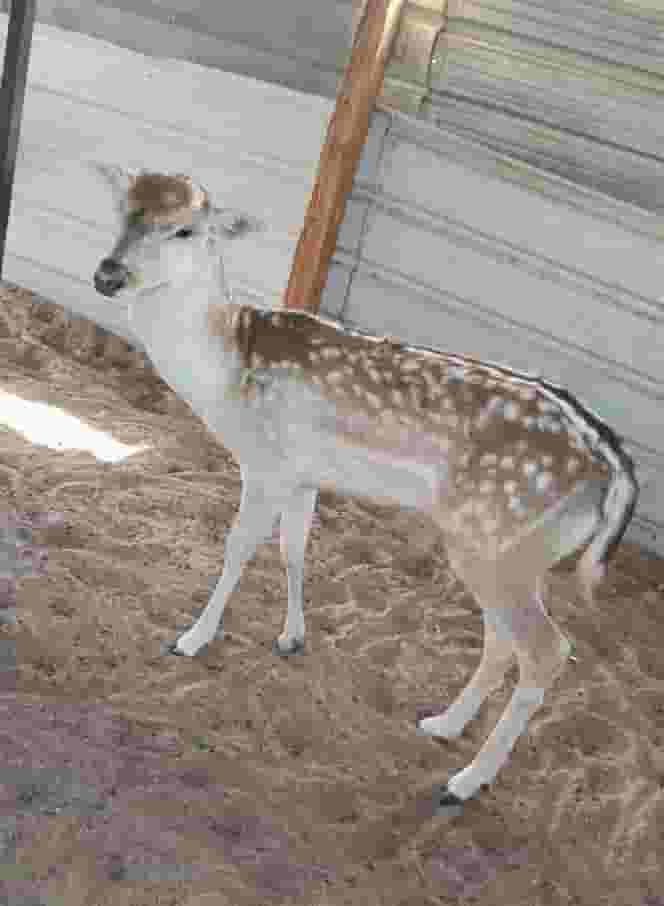 للبيع غزلان