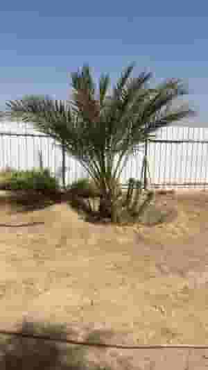 ابوحسن للنخيل اهوازي الكويت