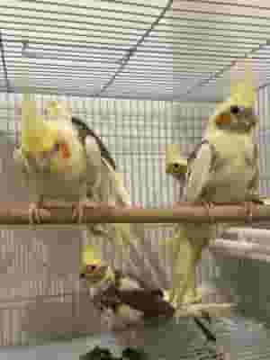 طيور الكوكاتيل الصغيرة