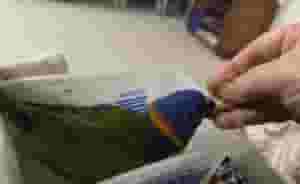 طير رينبو للبيع