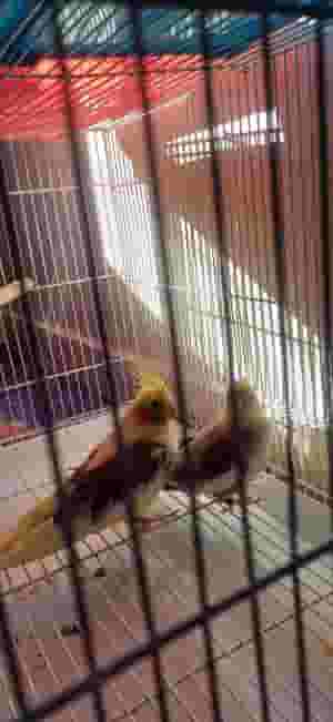 للبيع زوج كروان و زوج فيشر 