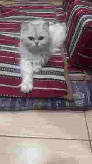 قطة للتبني 