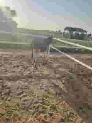  للبيع حماره 