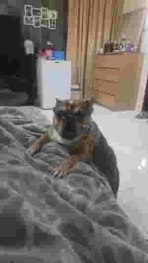 للبيع نثيه فرنش بولدوق