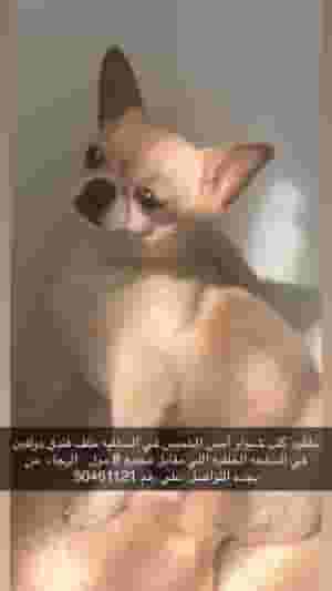 Chihuahua dog in Salmiya