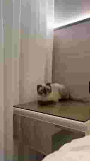 قط هملايا سكوتش  فولد