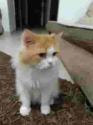 بدون مقابل- شيرازي نظيف وهادي للتبني