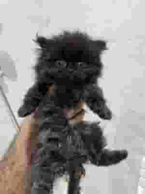 For sale 2 3-month-old cats