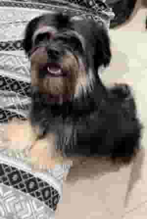 كلب للبيع سلاله مالطي بيور مستورد من اليونان