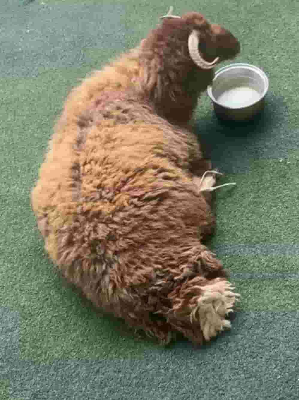  توصيل  الماشية جميع المناطق