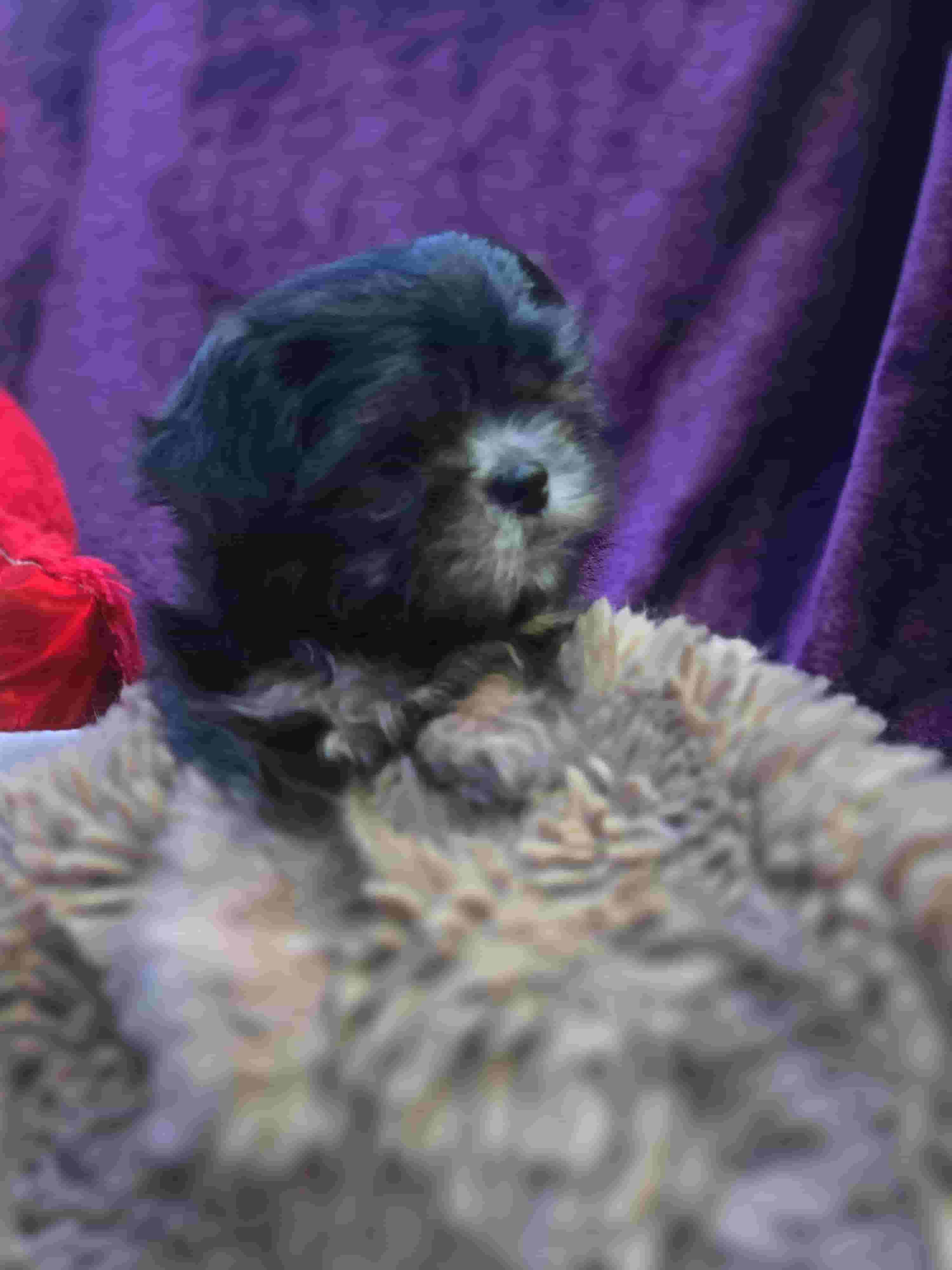 Shi tzu puppies for sale