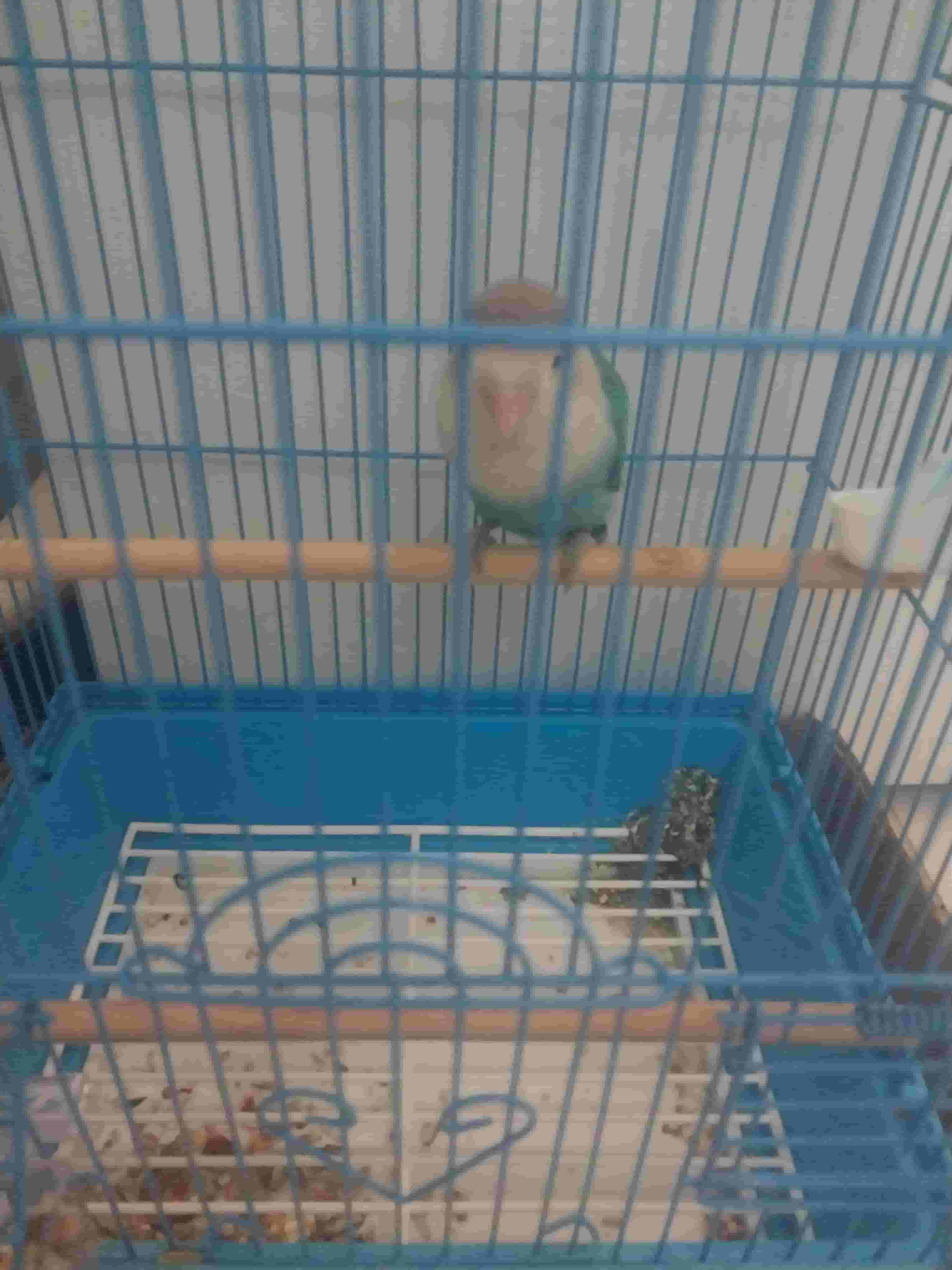 للبيع طير يغبغان