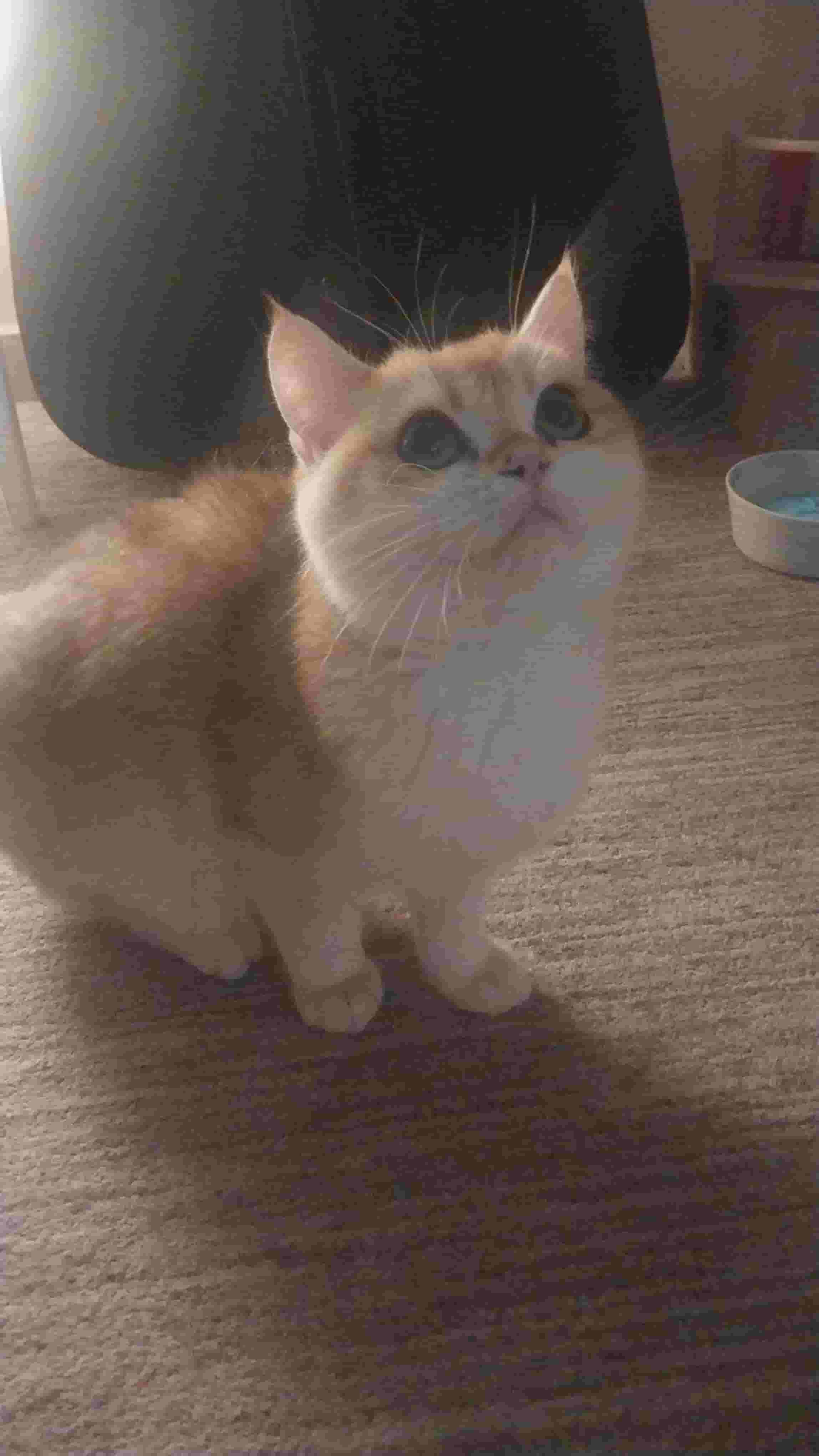 Scottish fold cat for sale