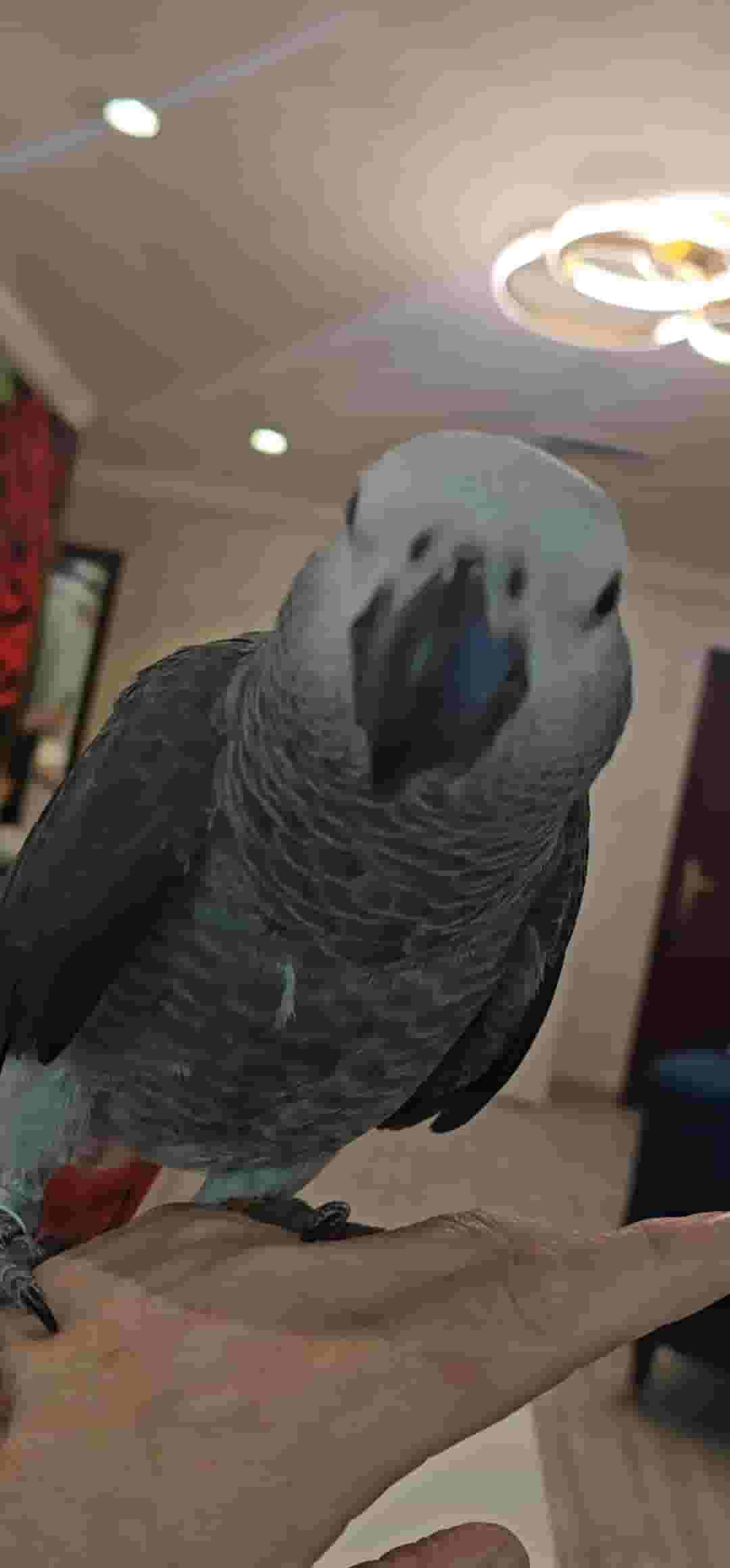 كاسكو افريقي للبيع