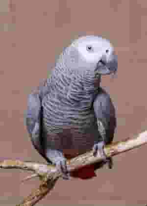 African grey and blue macaw parrot