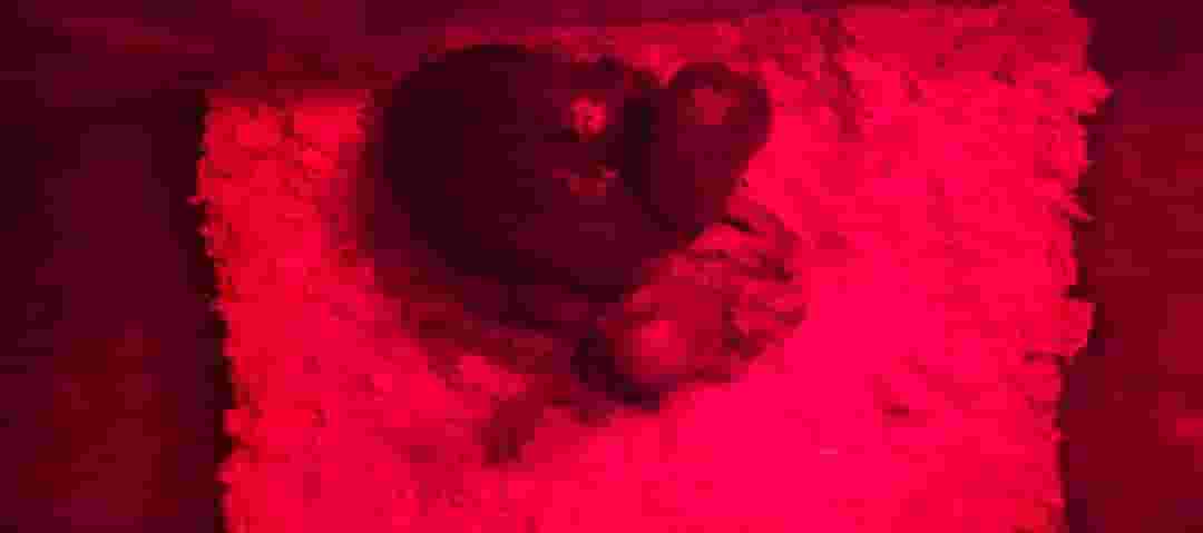 A healthy, jumbo-sized Eclectus parrot