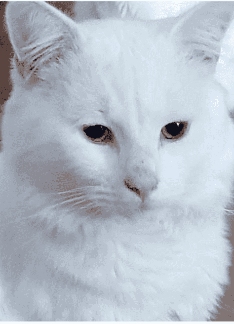 قط فارسي للبيع