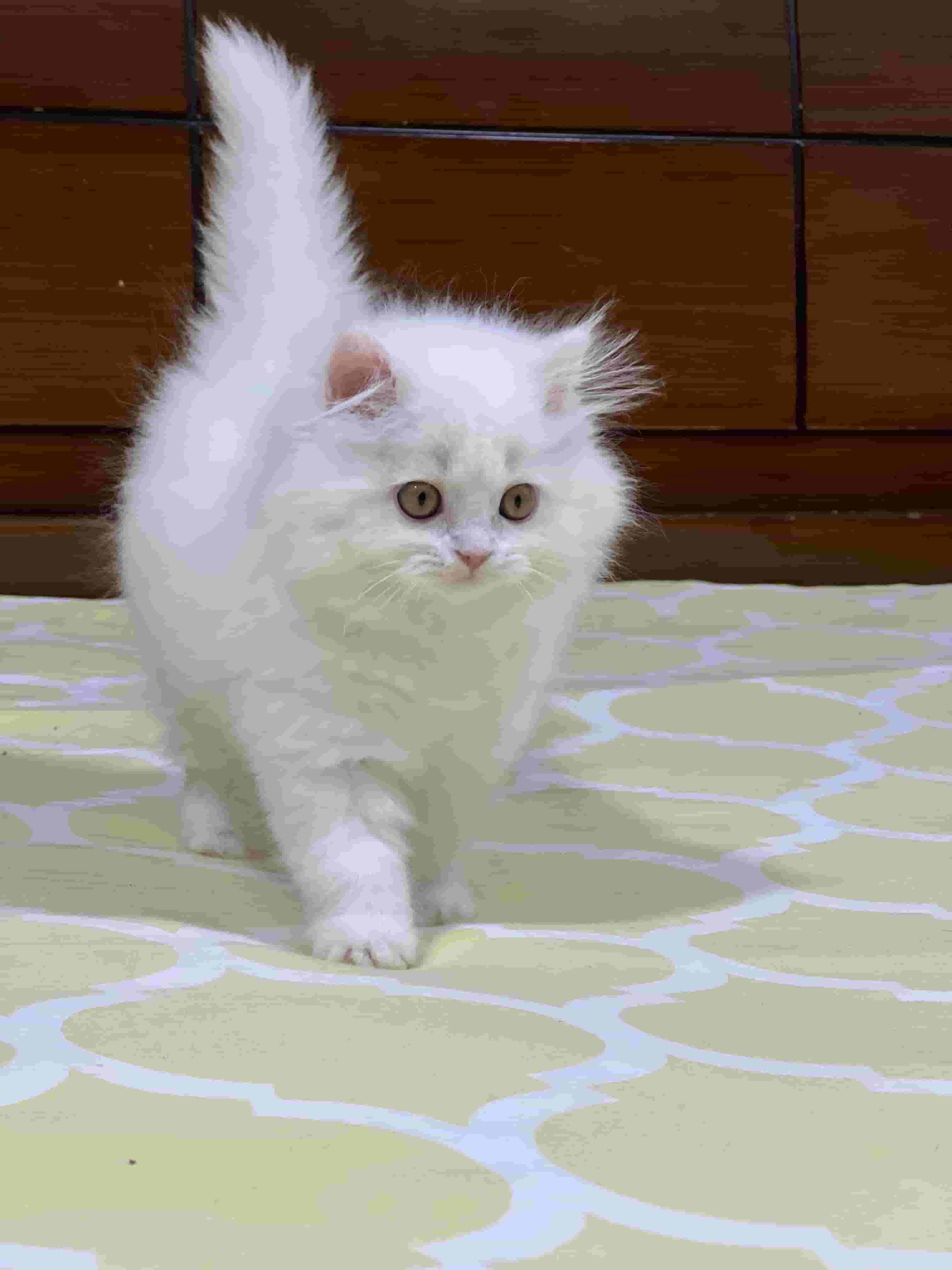 كيتن هولندي مون فيس بيور