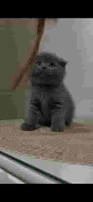 Selling Scottish Fold Pure