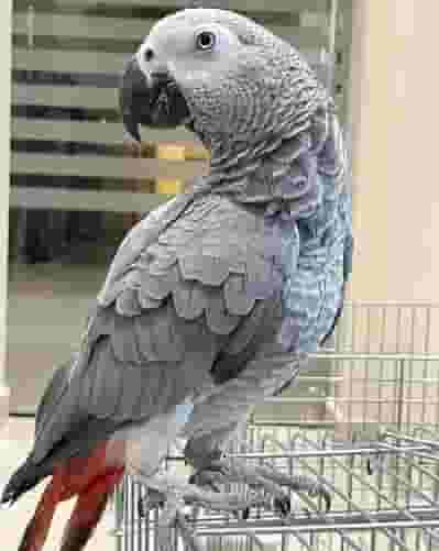 مطلوب طيور للتبني