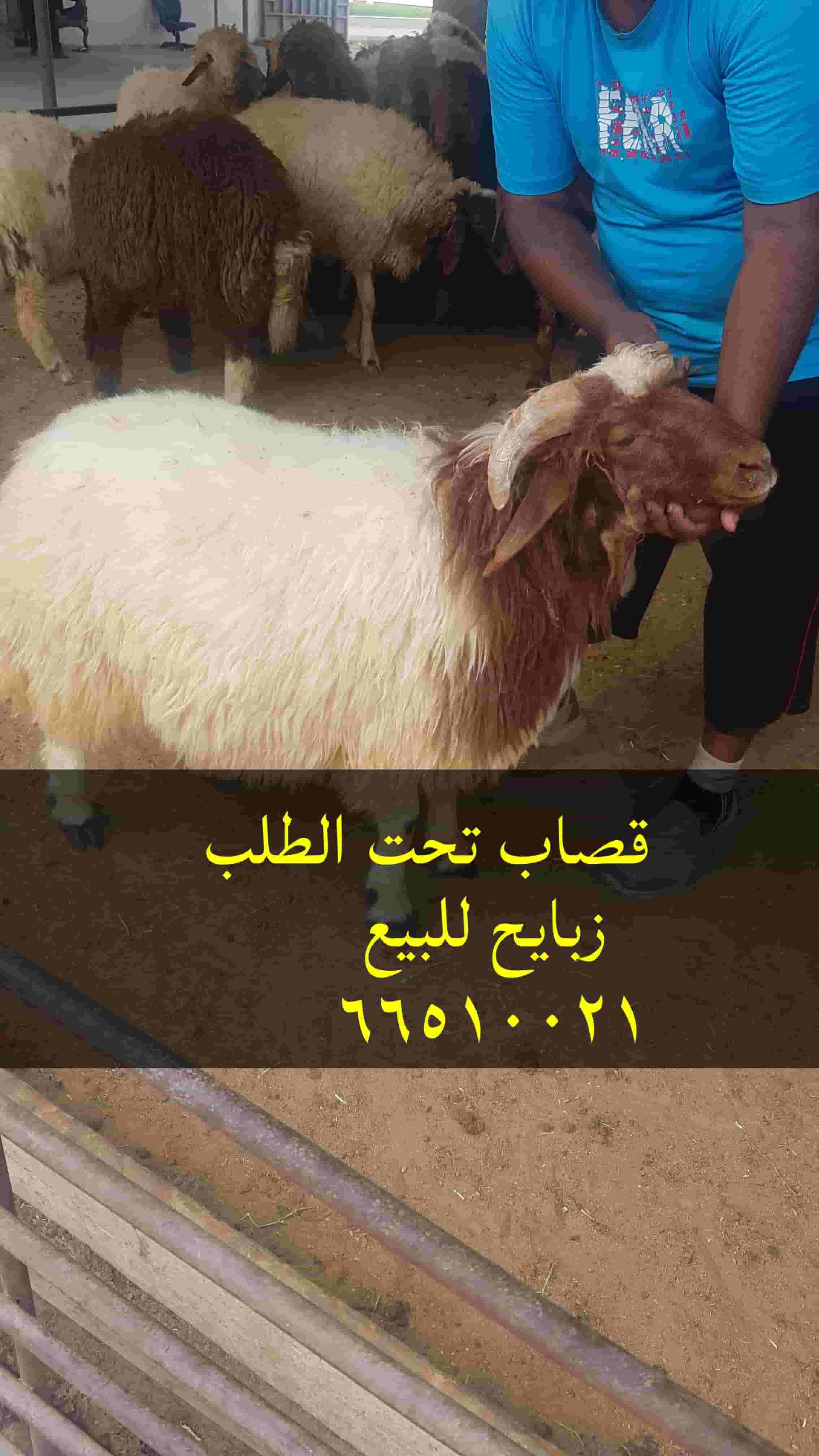 Zabaih for sale with delivery to all areas of Kuwait