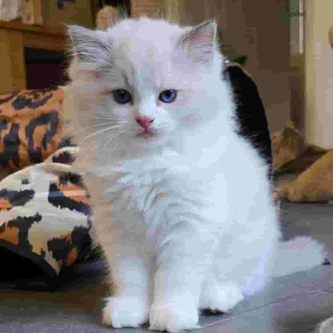 Ragdoll cat available