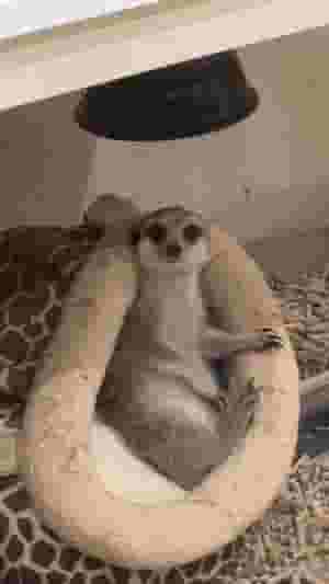 للبيع ميركات (4شهور)