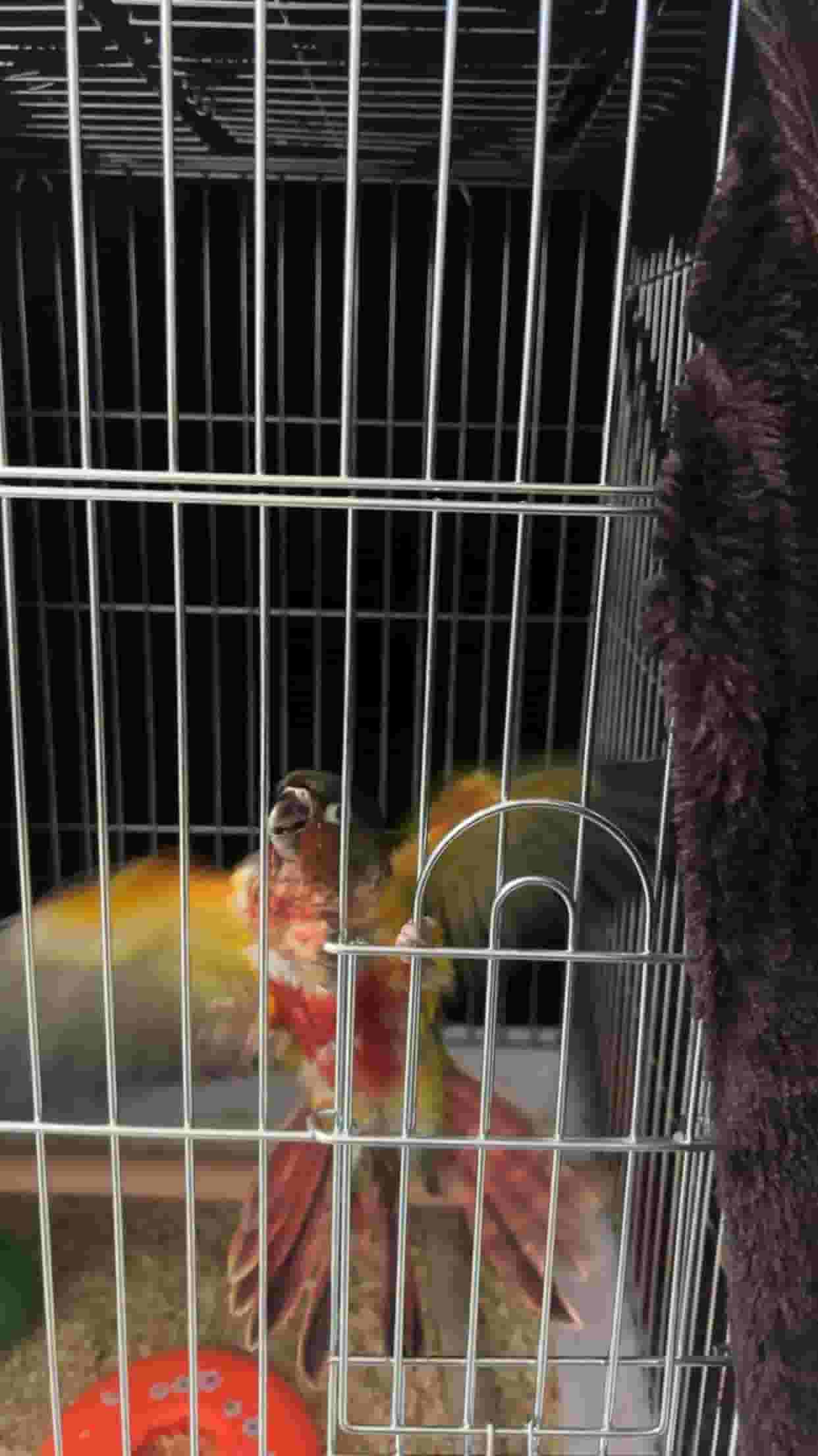 A two-and-a-half month old cineur bird