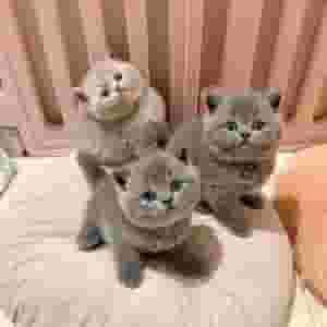 British shorthair kittens