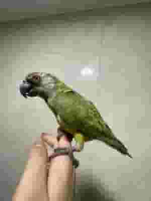 Senegalese parrot for sale