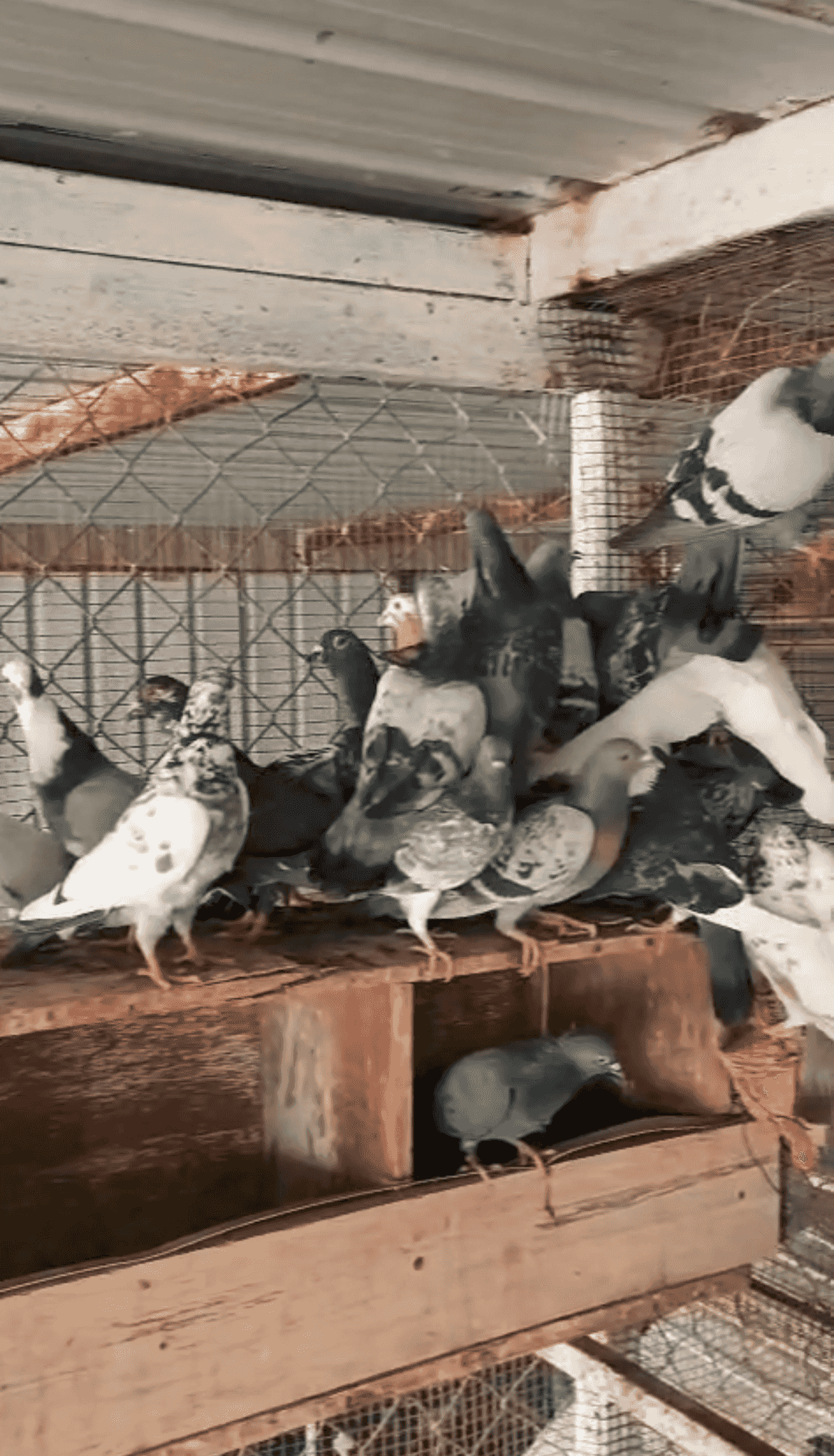For sale 50 different types of pigeons in excellent health 