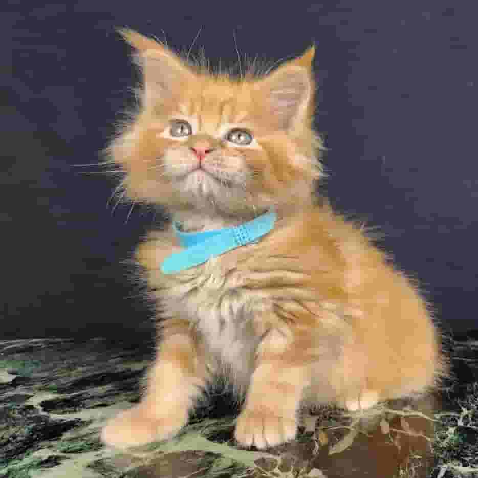 Maine Coon kittens Available