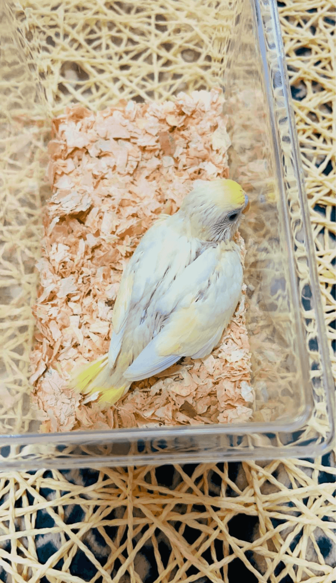 فروخ حب هولندي