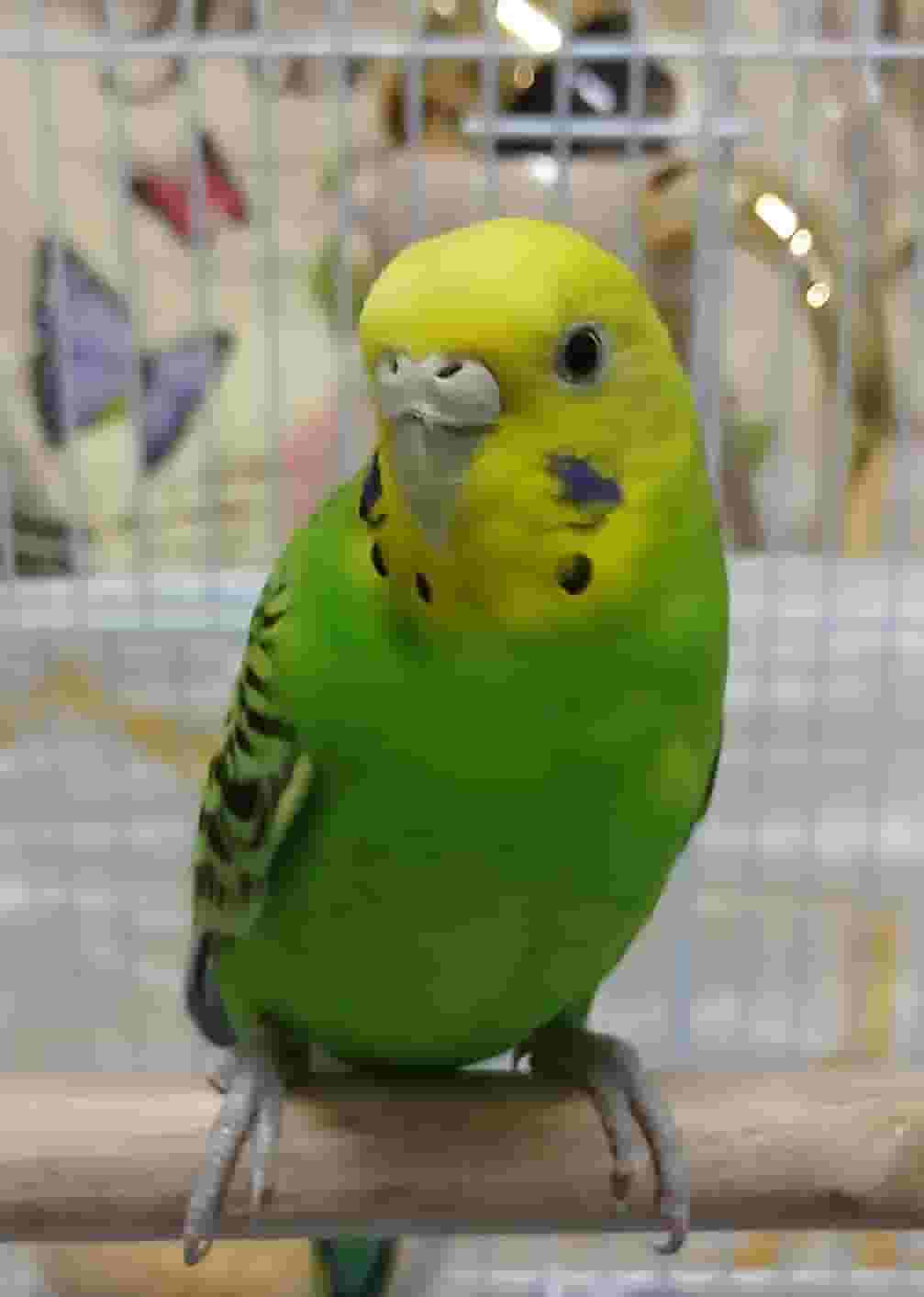 طير بادجي للبيع