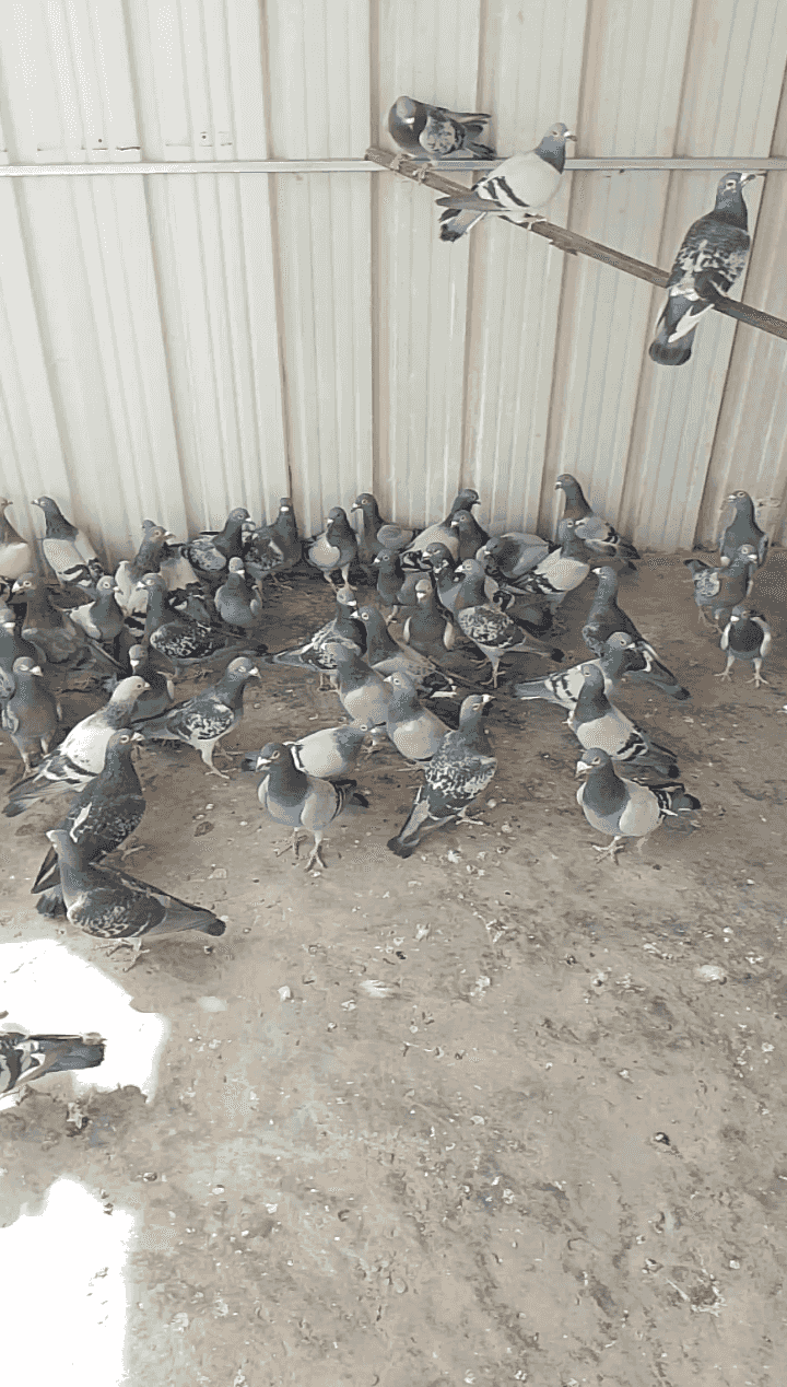 للبيع حمام زاجل