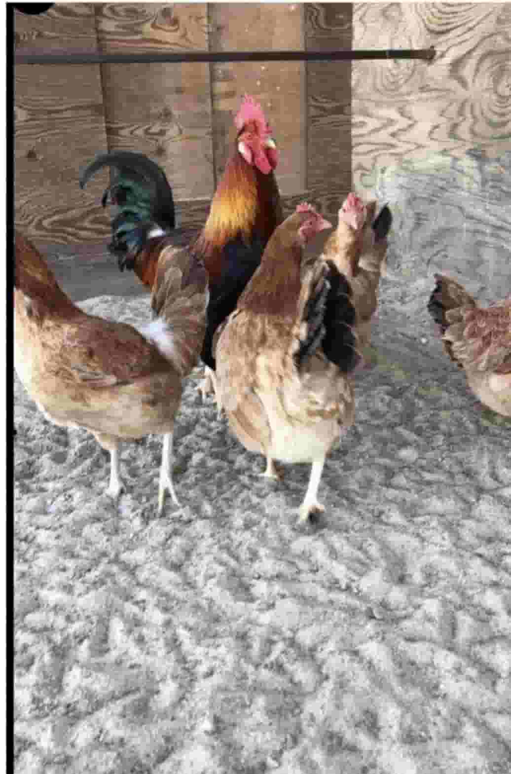 Selling Arabic chicken eggs
