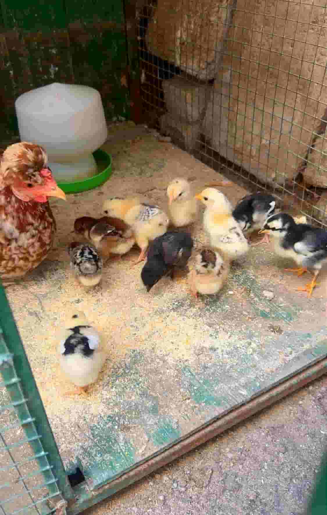 للبيع دجاجه مع فروخها