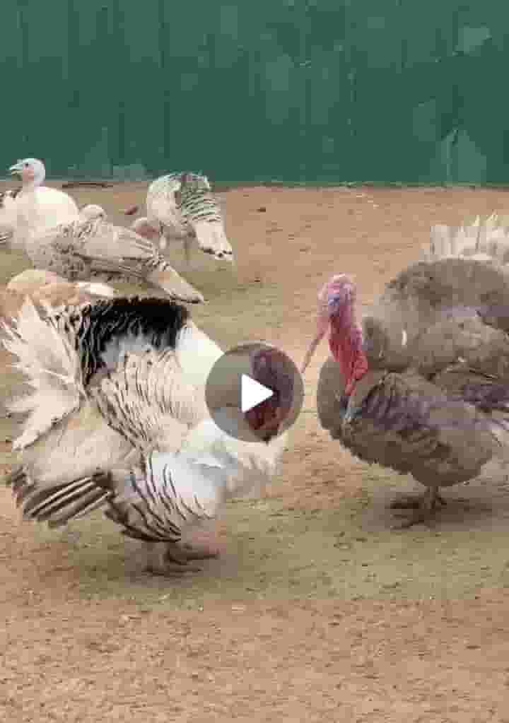 بيع ذكور ديك رومي لاحم