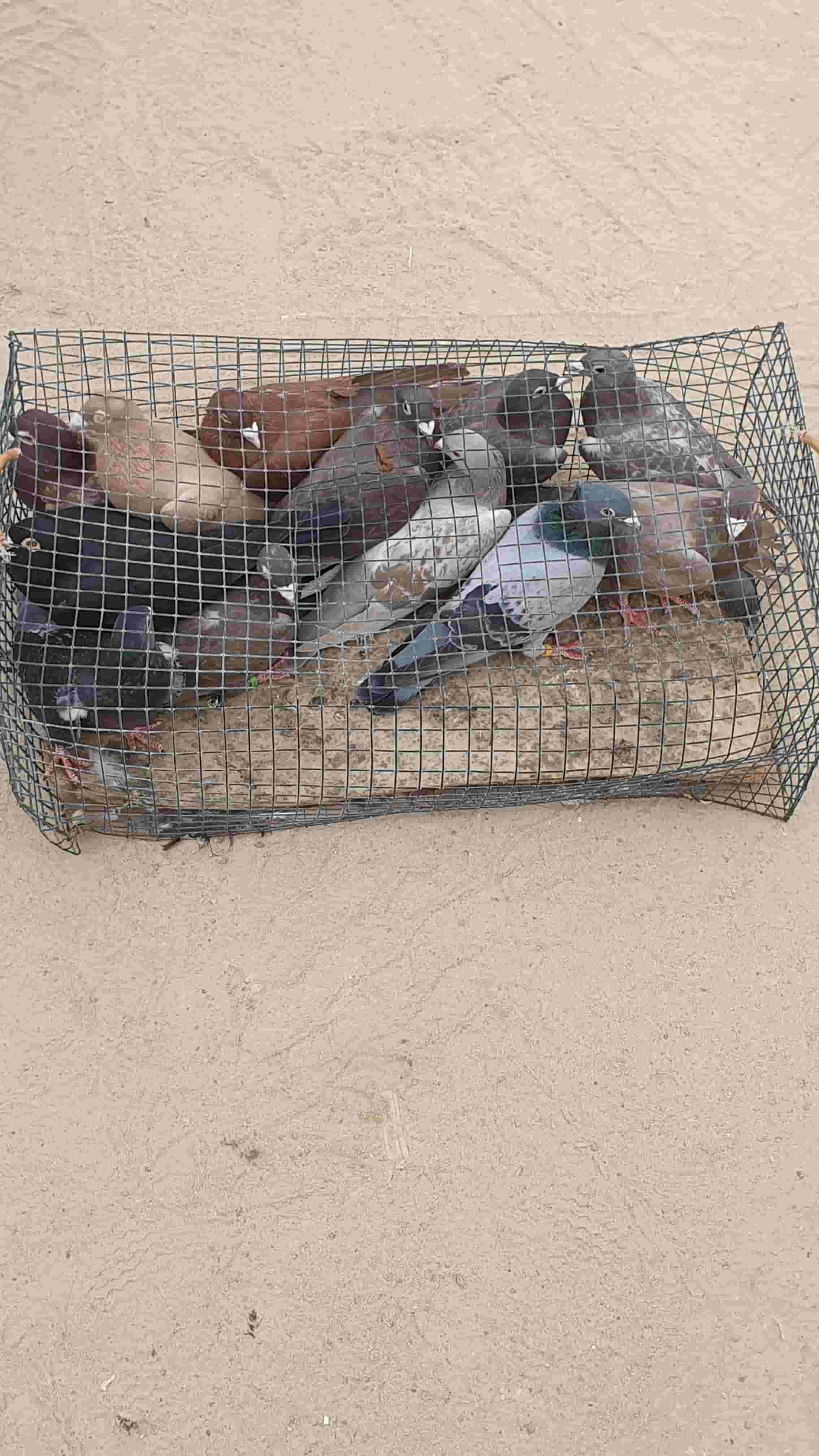 للبيع حمام🕊️زاجل ملاوين